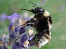 Hummel mit Saugrüssel