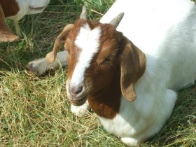 Hausziege (Capra aegragus hircus)