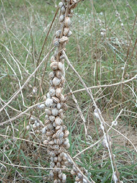 cepaea.jpg