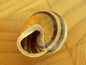 Bänderschnecke (Cepaea sp.)