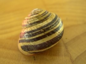 Bänderschnecke (Cepaea sp.)