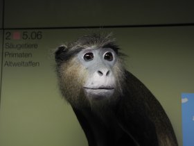 Mona-Meerkatze (Cercopithecus mona, Rosensteinmuseum)