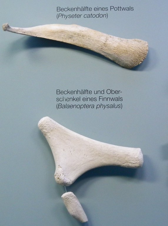 cetacea_beckenrudimente_1024.jpg