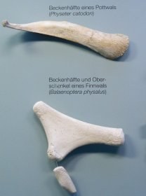 cetacea_beckenrudimente_280.jpg