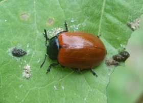 chrysomela_populi_280.jpg