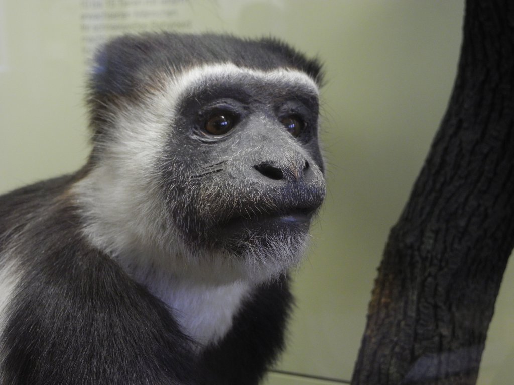 colobus_1024.jpg