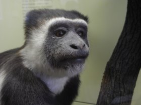 Schwarz-weißer Stummelaffe (Colobus, Rosensteinmuseum)