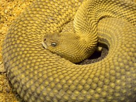 Bei allen Schlangen haben die Weibchen zwei gleiche, die Männchen zwei unterschiedliche Geschlechtschromosomen (Basilisken-Klapperschlange,Crotalus basiliscus)