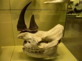 diceros_bicornis_280.jpg
