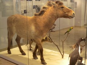 Przewalski-Wildpferd (Rosensteinmuseum)