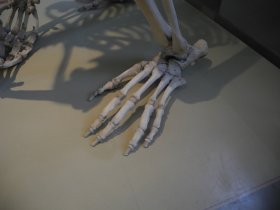 Fuß eines Gorillas (Gorilla, Rosensteinmuseum)
