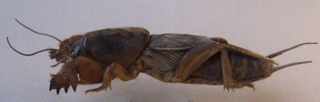 gryllotalpa_1024.jpg