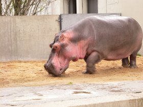 Bei allen Säugetieren (hier: Flusspferd, Hippopotamus amphibius) haben die Männchen zwei verschiedene (XY) und die Weibchen zwei gleiche Geschlechtschromosomen (XX).