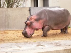 hippopotamus_amphibius11_280.jpg