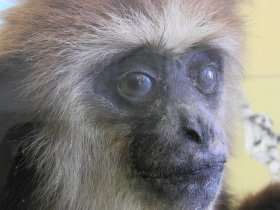 Gibbon (Hylobates, Rosensteinmuseum)