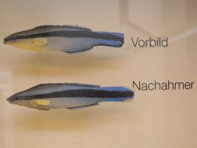 Putzerlippfisch und sein Nachahmer, der Säbelzahnschleimfisch