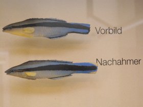 Putzerlippfisch und sein Nachahmer, der Säbelzahnschleimfisch