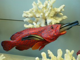 Putzerlippfisch (Labroides dimidiatus) beim Putzen