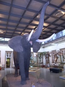 Afrikanischer Elefant (Rosensteinmuseum)