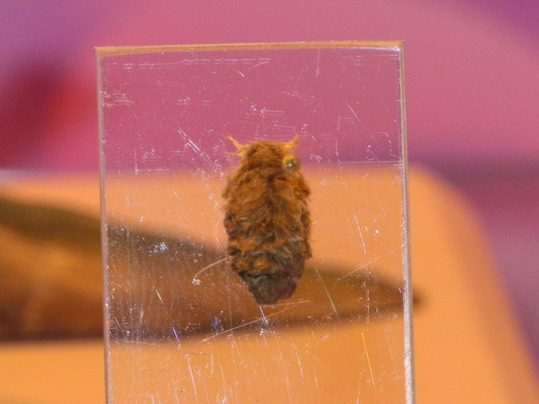 orgyia_recens2_1024.jpg