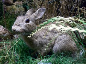 Wildkaninchen (Oryctolagus cuniculus)