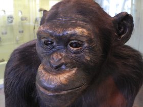 Schimpanse (Pan troglodytes)