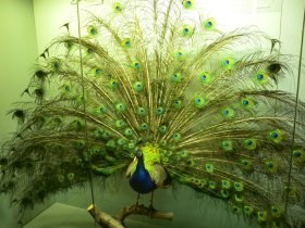 pavo_sp_280.jpg