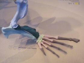 robbe_armskelett_280.jpg