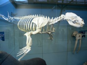 Skelett einer Robbe