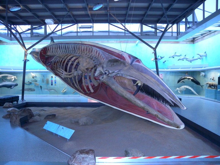 Skelett eines Seiwals (Rosensteinmuseum)