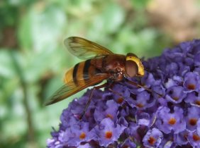 Hornissenschwebfliege Volucella zonaria