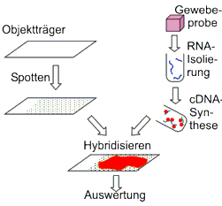 Ablaufschema