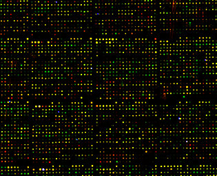 cDNA-Chip