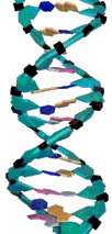 Ein DNA-Modell