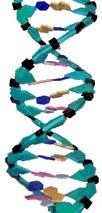dna_2.gif