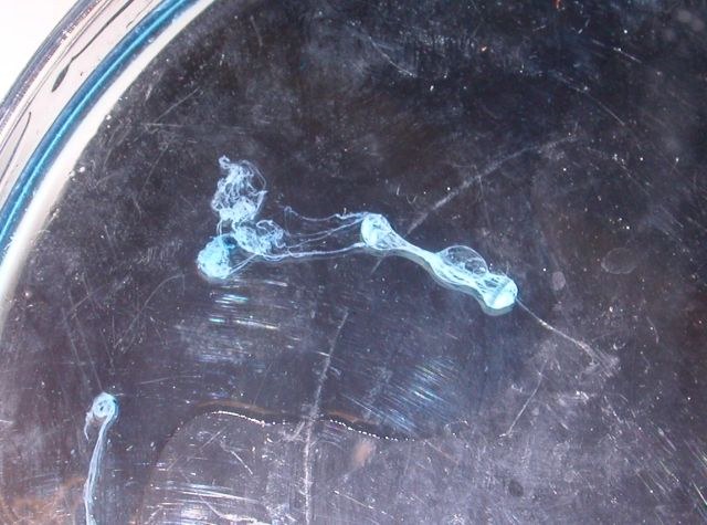 dna1.jpg