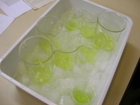 Zerkleinerte Zwiebeln und Extraktionspuffer im Eisbad