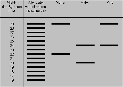 DNA-Abschnitt