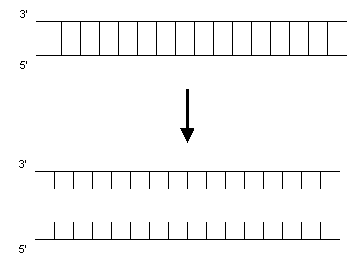 DNA-Abschnitt