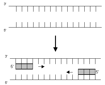 DNA-Abschnitt