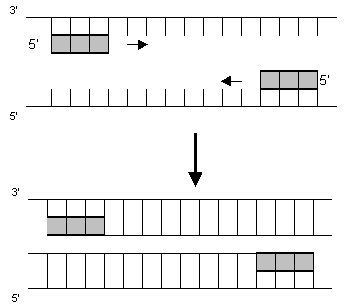 DNA-Abschnitt