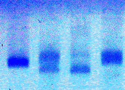 DNA-Abschnitt