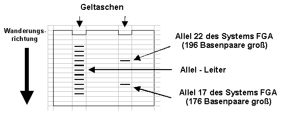 DNA-Abschnitt