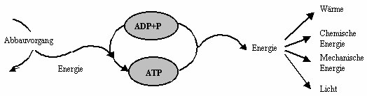 Energetische Zusammenhänge