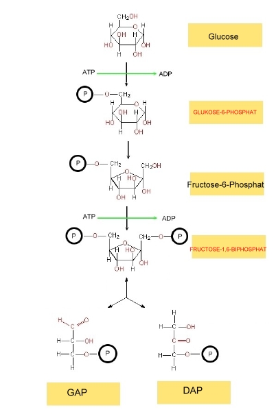 Lösungen Glykolyse