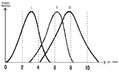 Diagramme zur Enzymaktivität