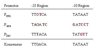 Schema