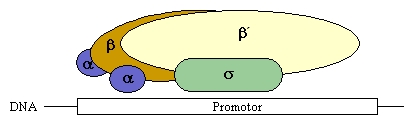 Schema