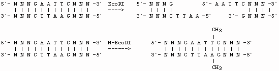 Schema