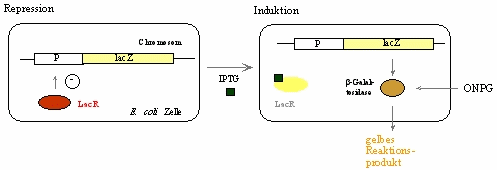 Schema
